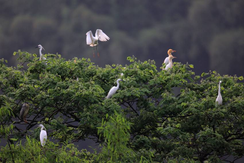 ѽhꖺ(zhn)(lin)档D