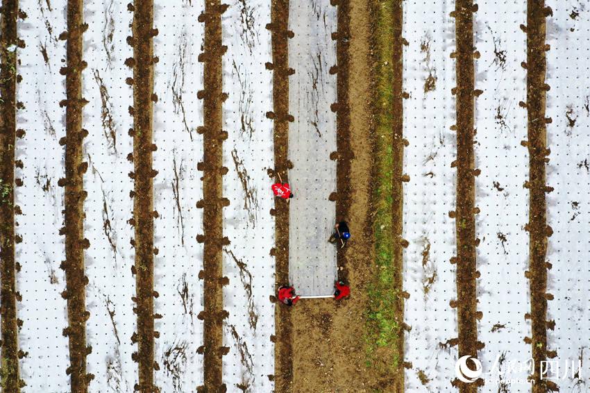 ߲˻wĤ(zhn)Nֲ߲揊(qing)z