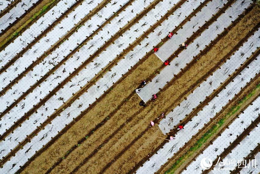 ߲˻wĤʂNֲ߲揊z