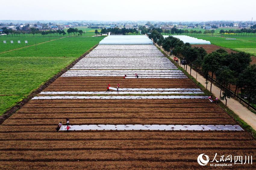 ߲˻wĤ(zhn)Nֲ߲揊(qing)z