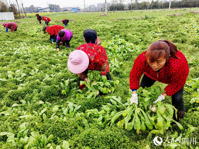 ړՈA}v؞鴺(zhn)揊(qing)z