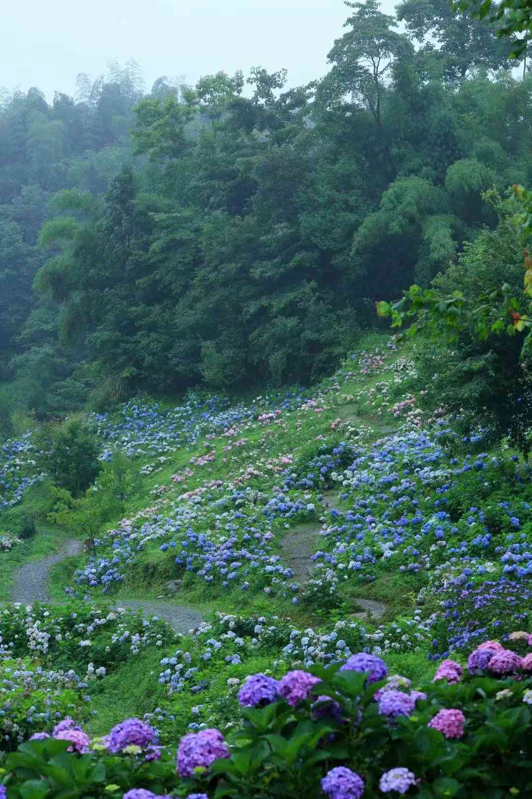 滿布山谷的繡球花。彭州市委宣傳部供圖