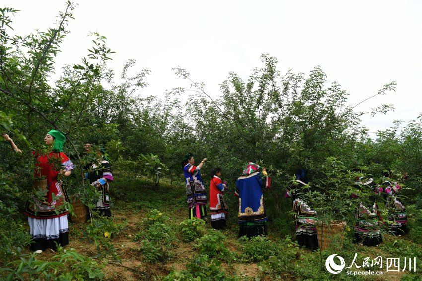 村民在采摘青花椒。賈巴爾且攝