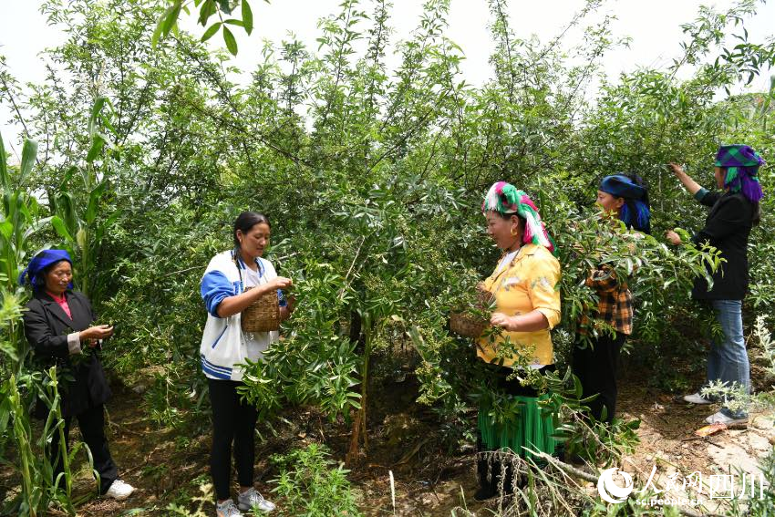 村民在采摘青花椒。賈巴爾且攝