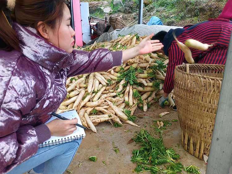 挑選好的新鮮蘿卜運往外地。蒼溪縣融媒體中心供圖