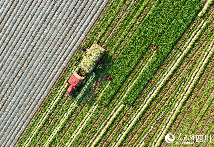 錦屏鎮(zhèn)中壩社區(qū)蔬菜種植基地蘿卜采收忙。周亮攝