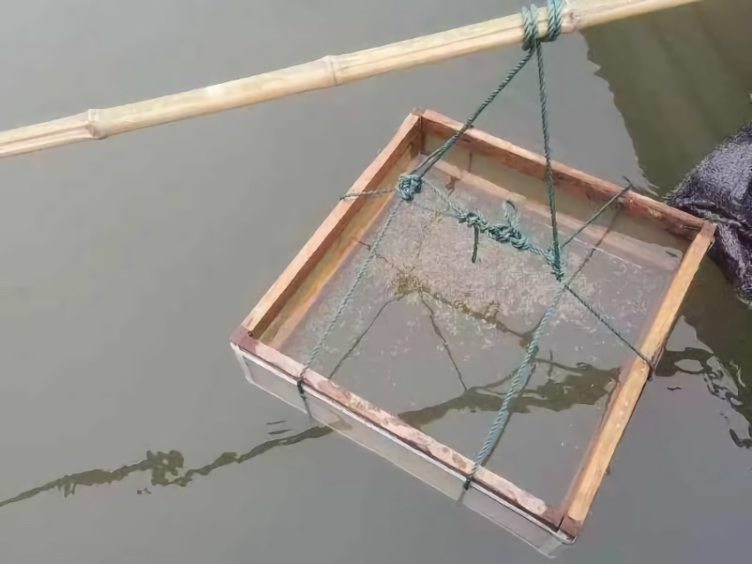 長江鱘魚卵被保護(hù)起來進(jìn)一步觀察。宜賓廣播電視臺(tái)供圖