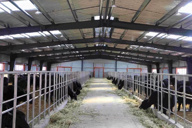 牦牛養(yǎng)殖地。白玉縣融媒體中心供圖