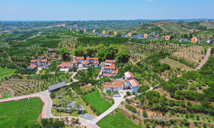 青神縣柑橘產業(yè)園。青神縣委宣傳部供圖