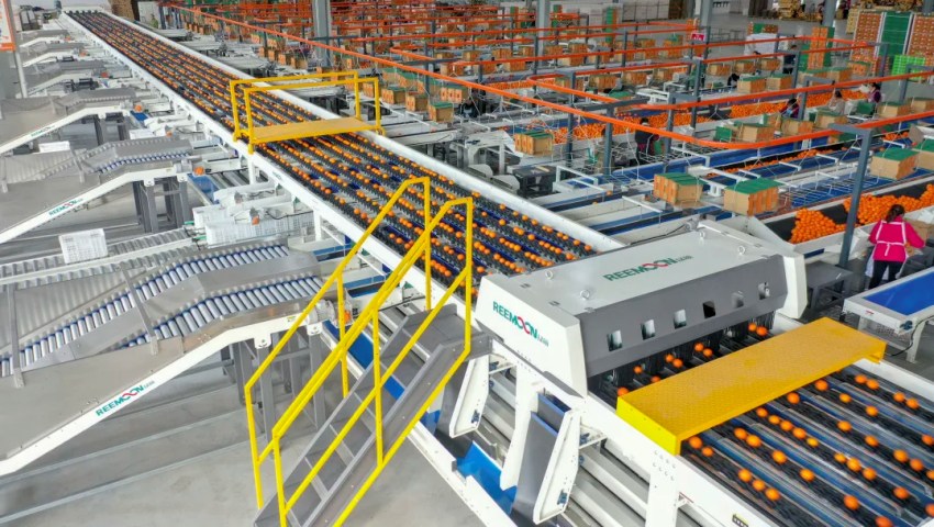 青神冷鏈物流園里內，柑橘自動化專業(yè)生產分揀線正在滿負荷運轉。青神縣委宣傳部供圖