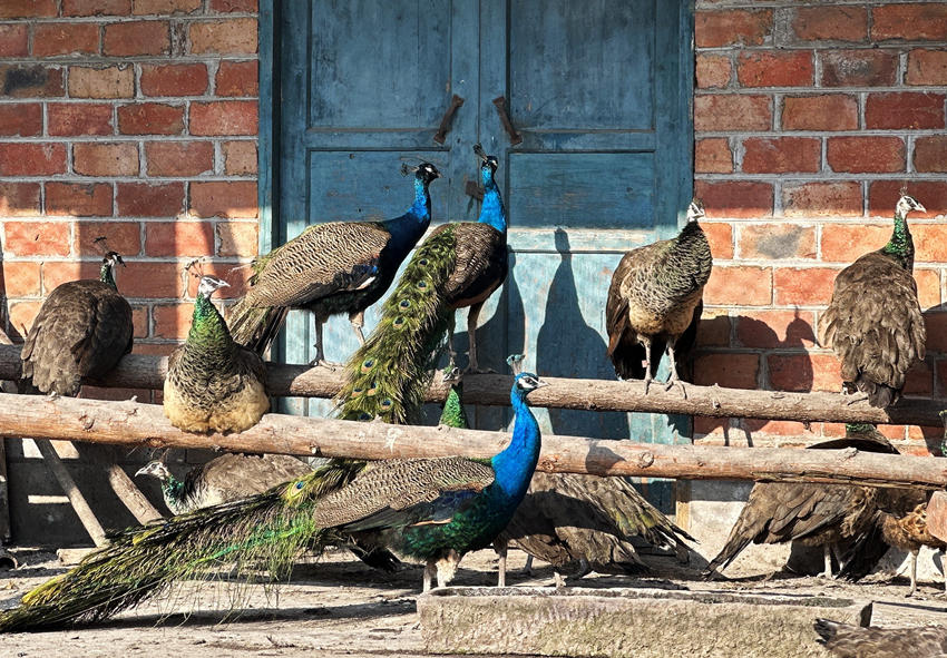 愜意曬太陽(yáng)的孔雀。黃曦?cái)z