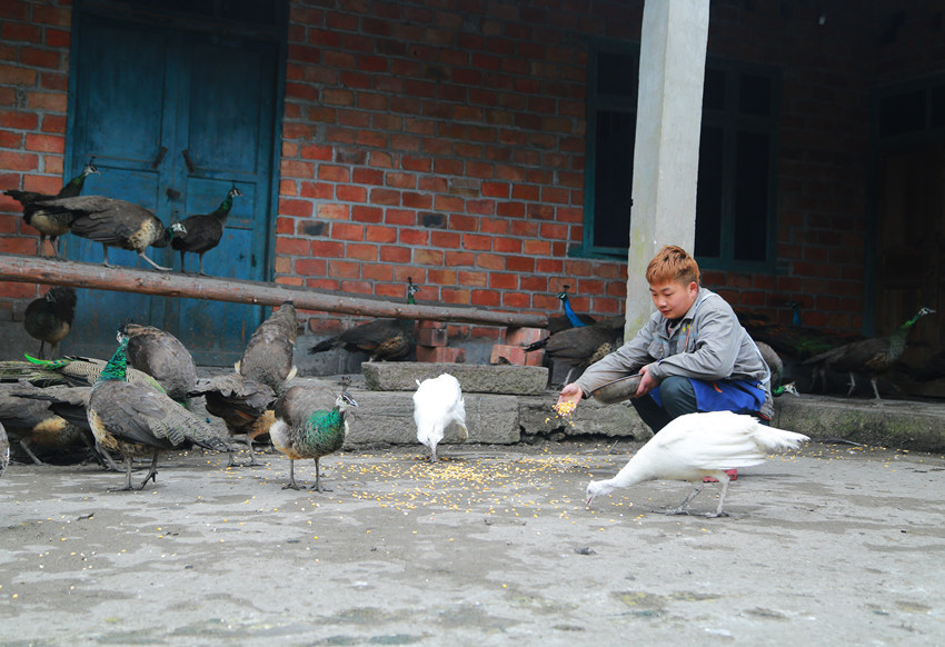 胡尚坤在喂孔雀。歐陽(yáng)志玨攝
