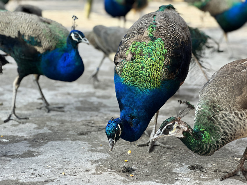 孔雀在進(jìn)食。黃曦?cái)z