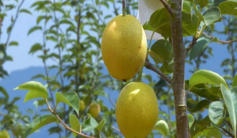 規(guī)?；N植紅梨產(chǎn)業(yè)。美姑縣委組織部供圖