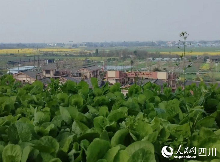 從“空中菜園”俯瞰“天府之國”。人民網(wǎng)記者 劉海天攝