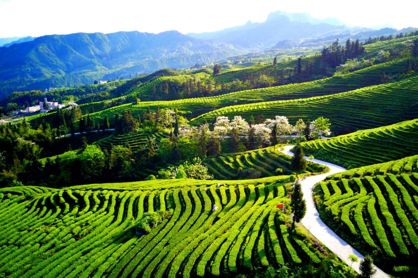 茶山風光美如畫。宜賓市委宣傳部供圖