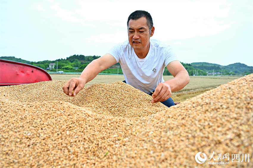 你我盤中餐，粒粒皆辛苦。人民網(wǎng)記者 劉海天攝