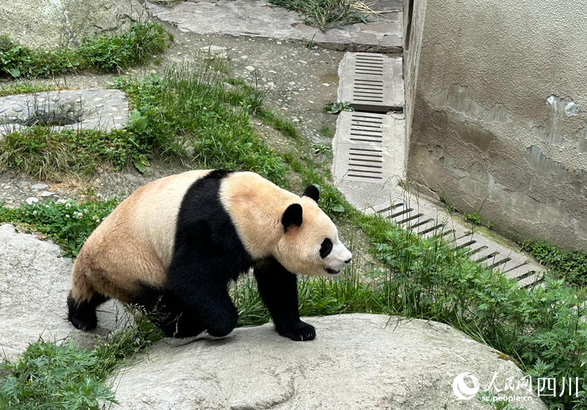 早前過渡適應(yīng)期時(shí)的福寶。人民網(wǎng)記者 王波攝