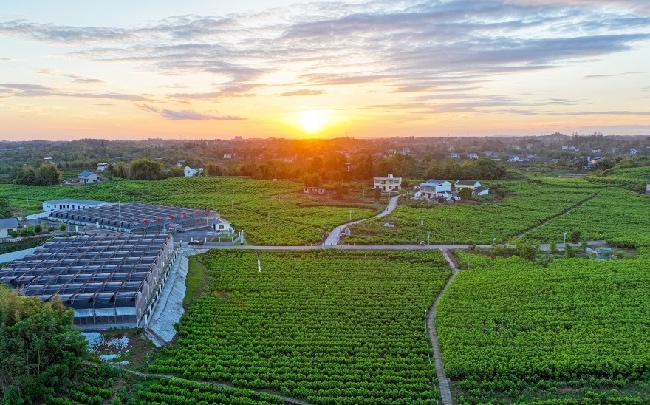 武勝縣猛山鄉(xiāng)萬民村蠶?；?。夏俊林供圖