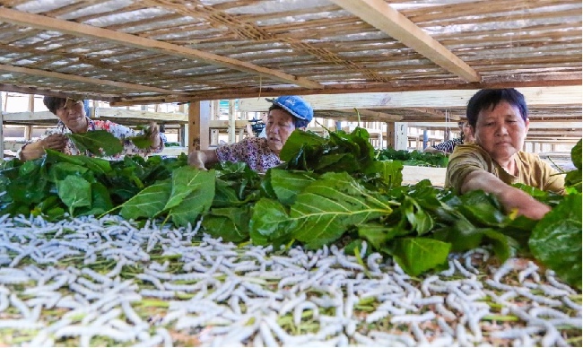 蠶農(nóng)投喂桑葉。夏俊林供圖
