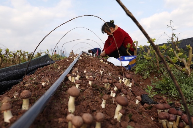 桑園間種大球蓋菇。夏俊林供圖