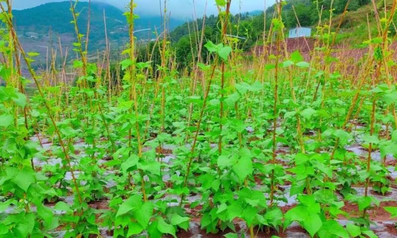 綠色無(wú)公害蔬菜種植基地里的蔬菜長(zhǎng)勢(shì)喜人。黃安菊供圖