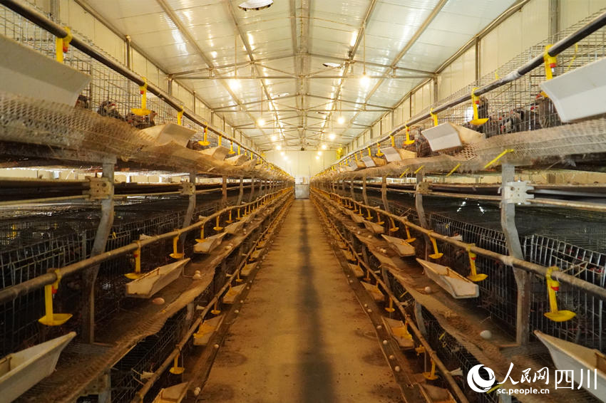 吳克單飼養(yǎng)的鷓鴣。人民網(wǎng) 趙祖樂攝