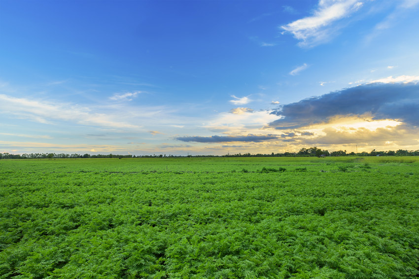川芎種植基地。受訪者供圖