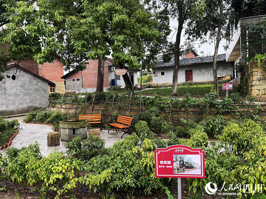 下壩橋村的“微菜園”。蘭萍攝