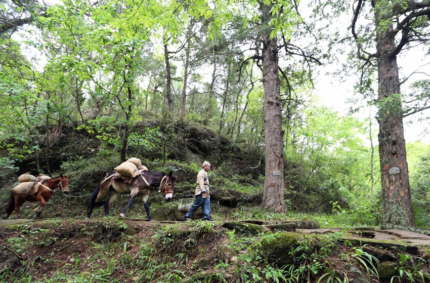 古時(shí)馬幫運(yùn)輸情景再現(xiàn)。唐彪攝