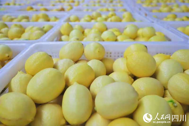 安岳檸檬。潘政吉攝