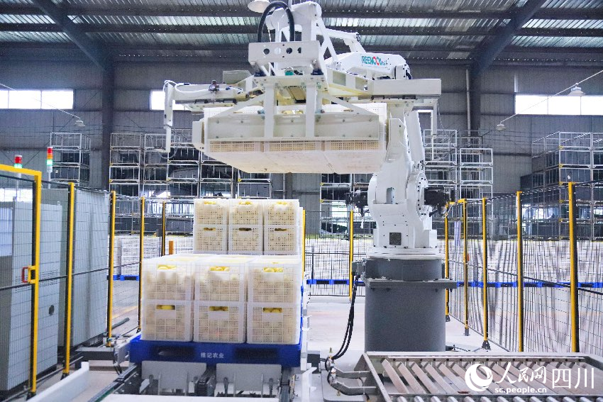 智能化作業(yè)。潘政吉攝