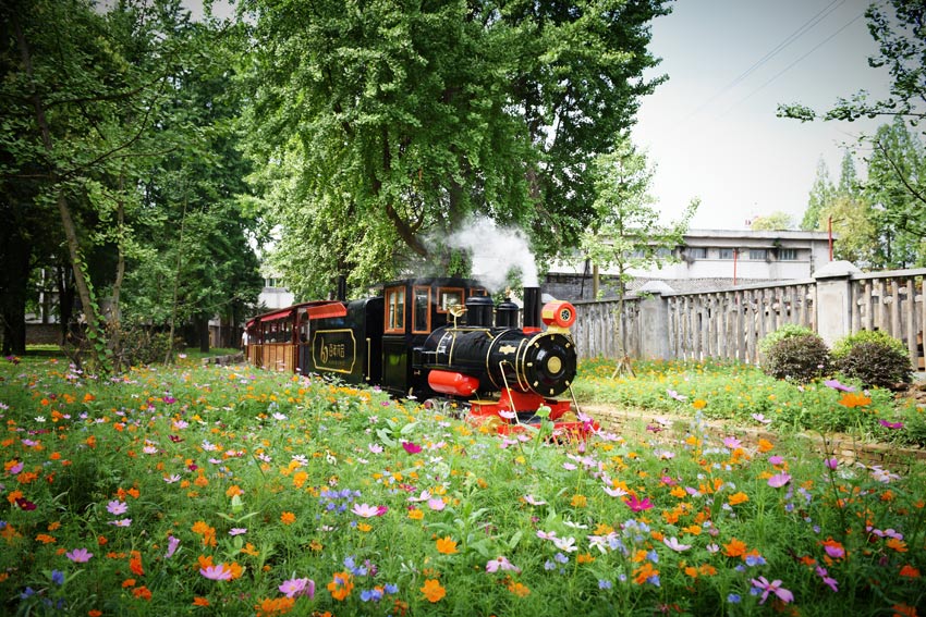 六合絲廠小火車穿越花海。高坪區(qū)委宣傳部供圖