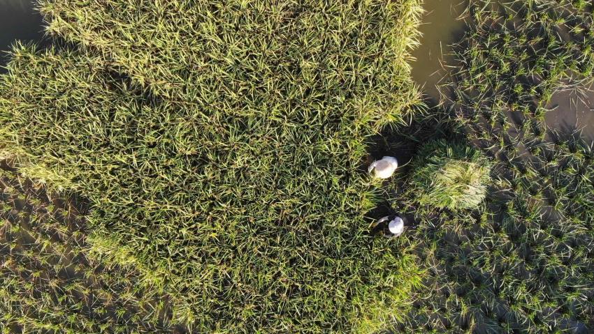 收割稻谷。內(nèi)江融媒供圖