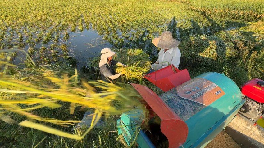 稻谷脫粒。內(nèi)江融媒供圖