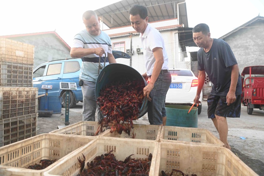 小龍蝦收購(gòu)。內(nèi)江融媒供圖