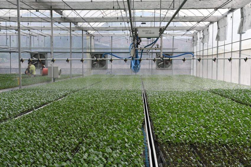 大棚內(nèi)，噴淋裝置正在作業(yè)。徐靜攝