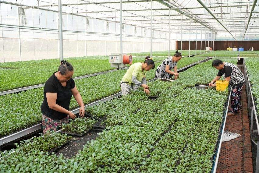 工人們正在管護(hù)果蔬幼苗。徐靜攝