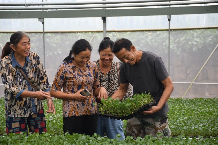 工人們正在查看幼苗生長(zhǎng)情況。徐靜攝