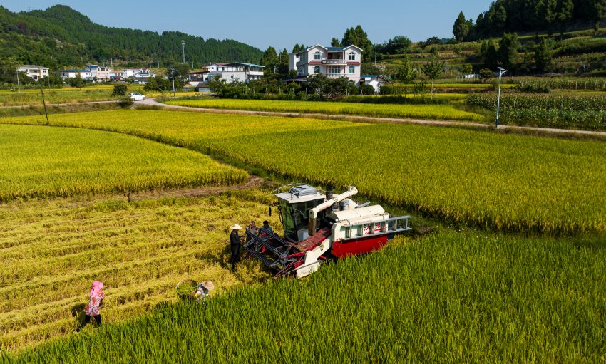 機器收割。閬中市委宣傳部供圖