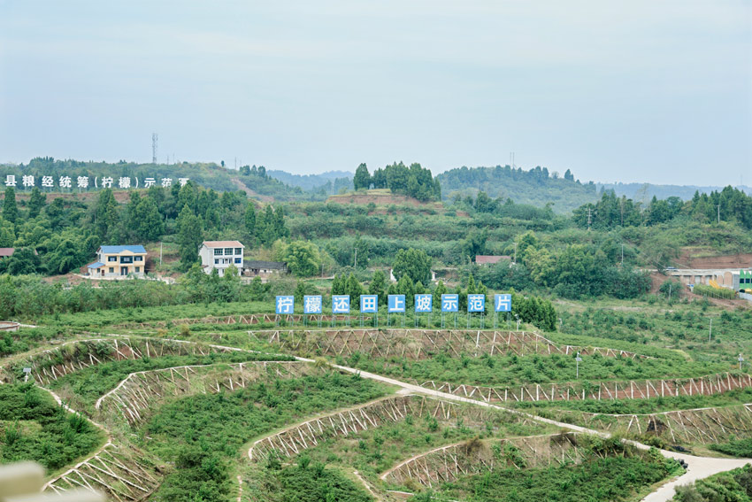 安岳的檸檬田。安岳縣委宣傳部供圖