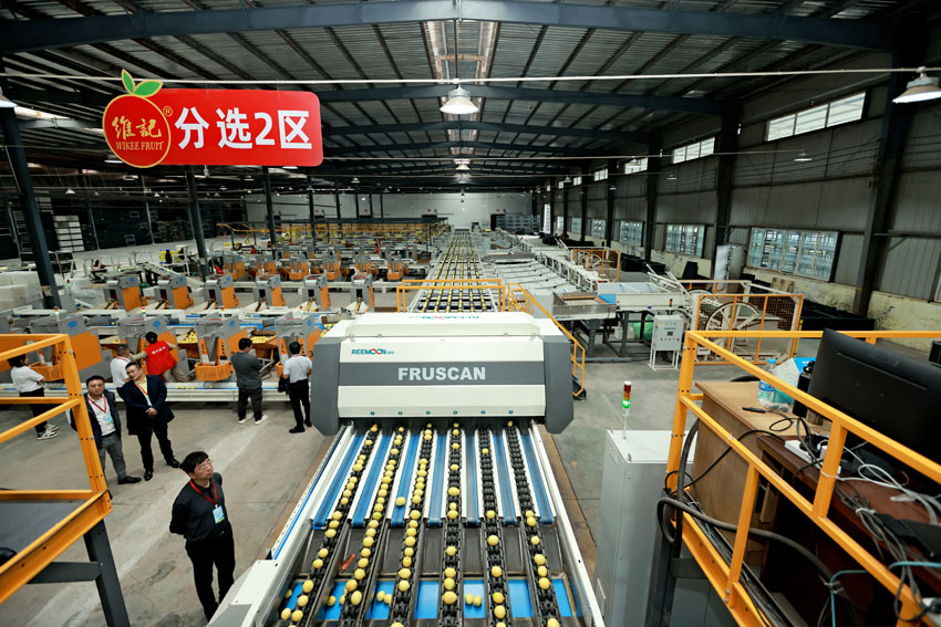 現(xiàn)代化的水果處理生產(chǎn)線。安岳縣委宣傳部供圖