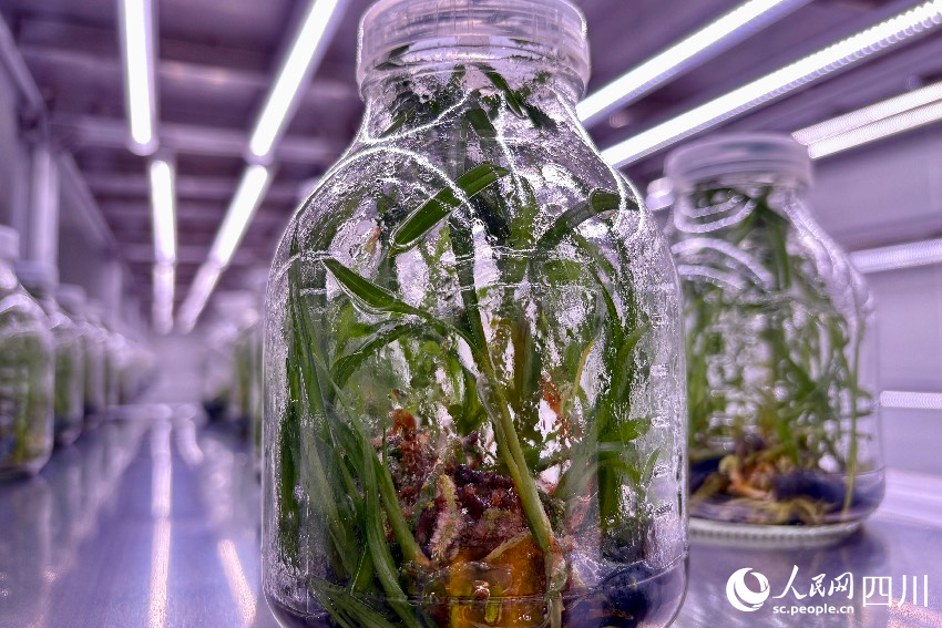 特色名貴國蘭組培苗。人民網(wǎng)記者 朱虹攝