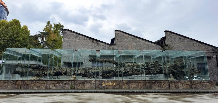 陳列于六合博覽園內的烏木。高坪區(qū)融媒體中心供圖