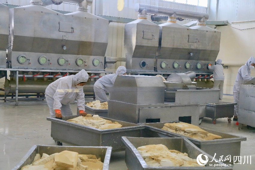 身著無菌服的工人們正忙著把整塊的酪蛋白的粉碎和烘干。人民網(wǎng)記者 朱虹攝