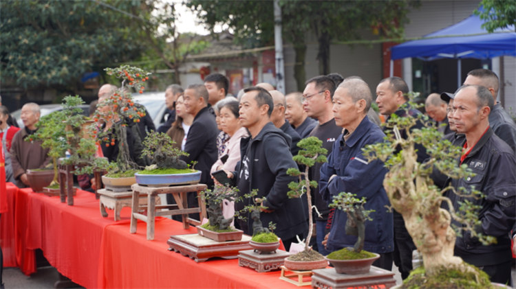 賣家欣賞盆景。師古鎮(zhèn)政府供圖