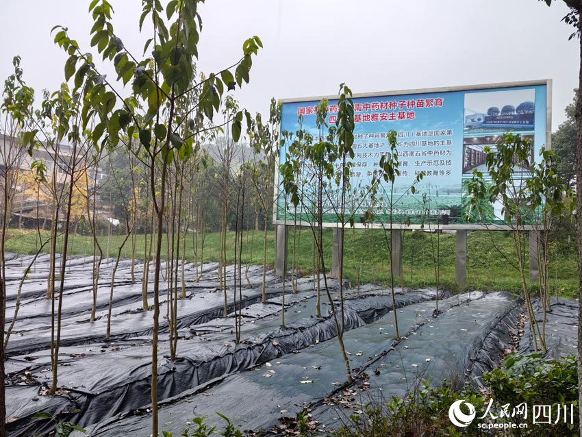 位于雅安的國(guó)藥種子種苗基地。人民網(wǎng)記者 劉海天攝