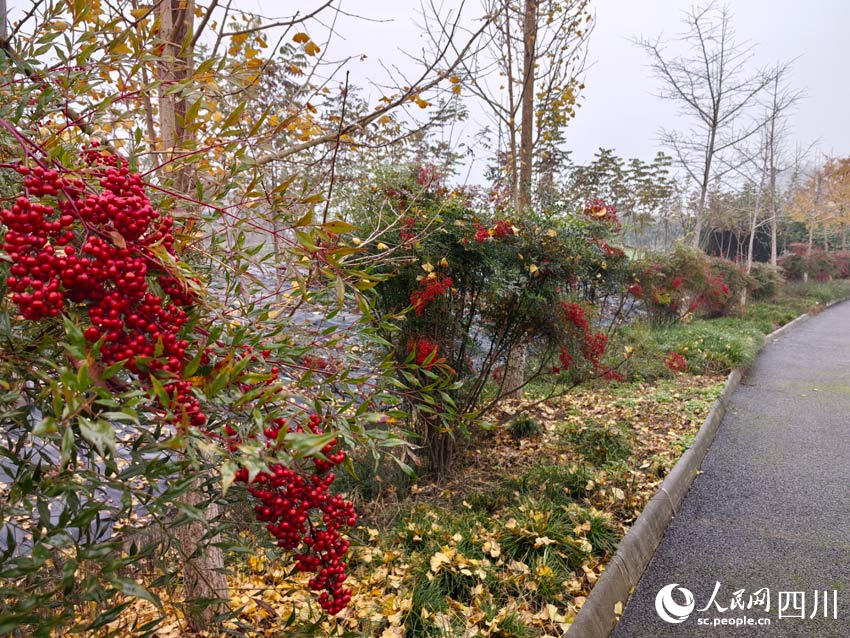 中藥材綠化帶，不只是景色美。人民網(wǎng)記者 劉海天攝