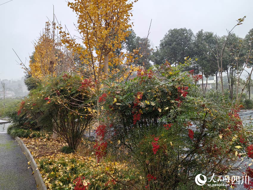 寒冬藏美景，中藥待新春。人民網(wǎng)記者 劉海天攝