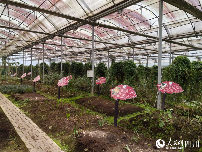 大棚里種植著多種中藥材。人民網(wǎng)記者 劉海天攝